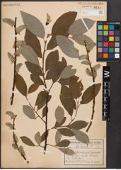 Foto von Salix caprea L.